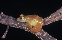 Opisthothylax immaculatus image
