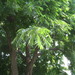 Square