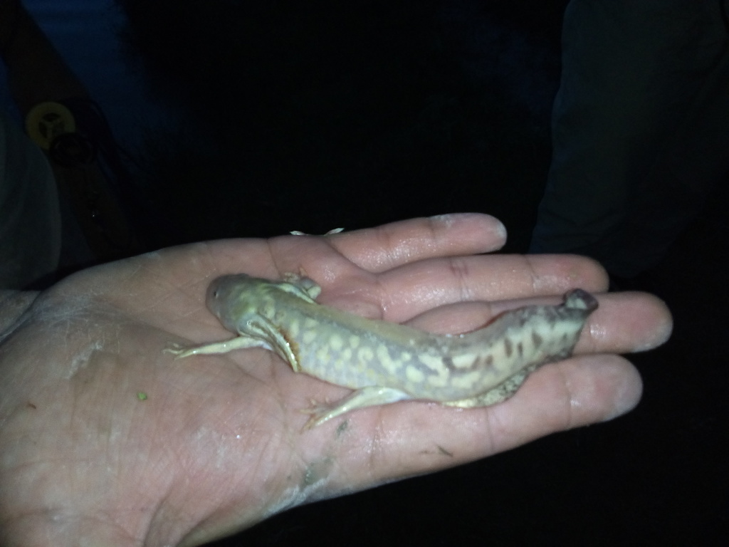 Mexican Tiger Salamander in September 2019 by Jesús Alejandro Salazar