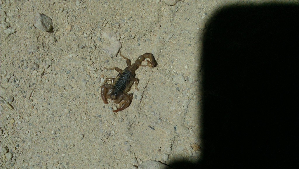 Northern Scorpion From Mono County Us Ca Us On July At