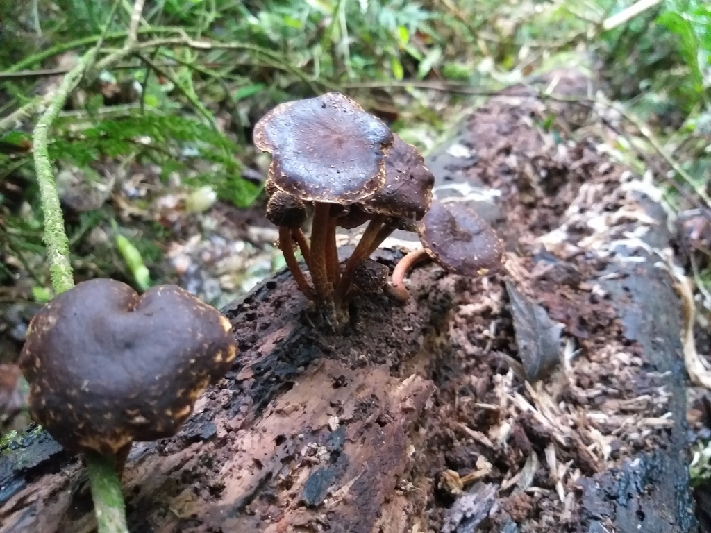 Common Gilled Mushrooms And Allies From Waipori Falls Scenic Reserve