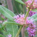 Swamp Loosestrife - Photo (c) lward, all rights reserved, uploaded by lward