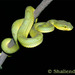 Trimeresurus gramineus - Photo (c) shailendra, todos los derechos reservados, uploaded by Shailendra patil
