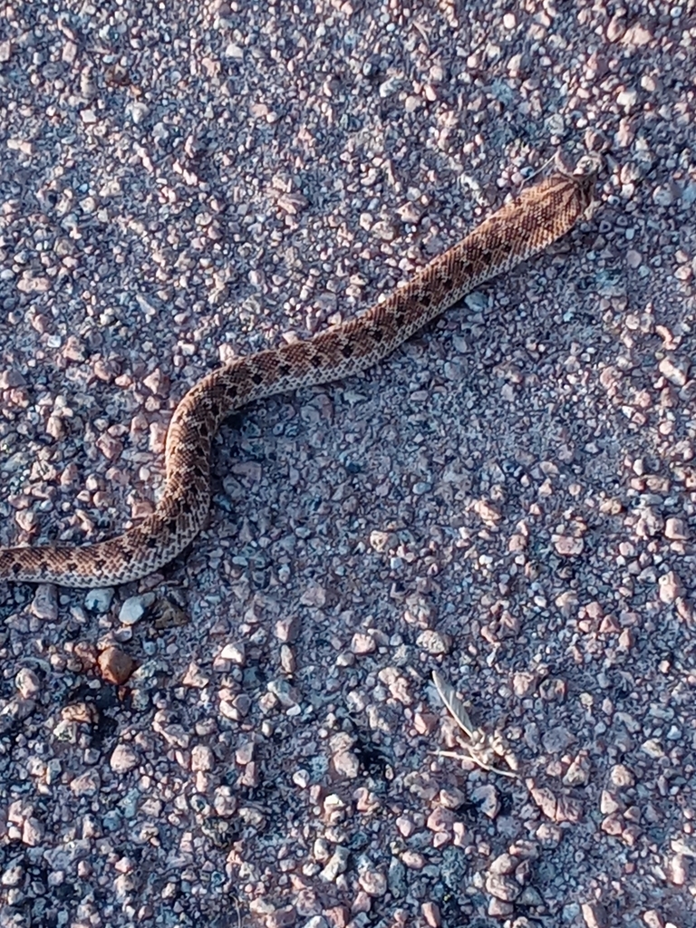 Mexican Hognose Snake From Chaparral Wildlife Management Area On July