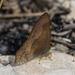 Mariposa Opaca - Photo (c) Anne, todos los derechos reservados