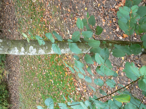 Virginia Roundleaf Birch (Betula uber) · iNaturalist