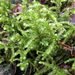 Big Shaggy-Moss - Photo (c) Wendy Feltham, all rights reserved, uploaded by Wendy Feltham