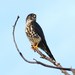 Falco columbarius suckleyi - Photo (c) Jay Keller, todos los derechos reservados, uploaded by Jay L. Keller