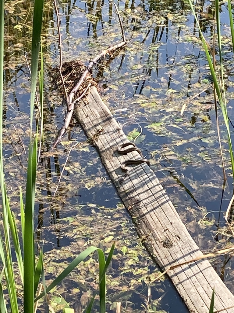 Garter Snakes From Kathryn Albertson Park Boise ID US On August 02