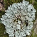 Flavoparmelia caperata - Photo (c) Pete and Noe Woods, כל הזכויות שמורות, uploaded by Pete Woods