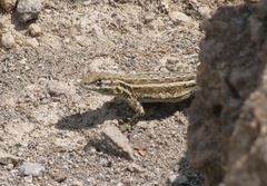 Small