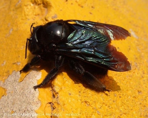 Subspecies Xylocopa fimbriata fimbriata · iNaturalist
