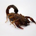 Mexican Scorpion - Photo (c) Diego Barrales, all rights reserved, uploaded by Diego Barrales