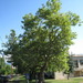 Square