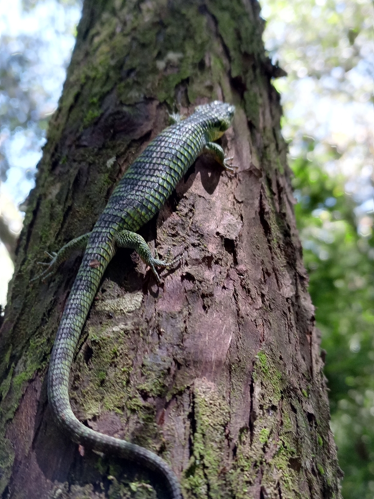 Terrestrial Arboreal Alligator Lizard In August By Alejandra