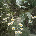Square