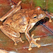Everett's Treefrog - Photo (c) herpguy, all rights reserved