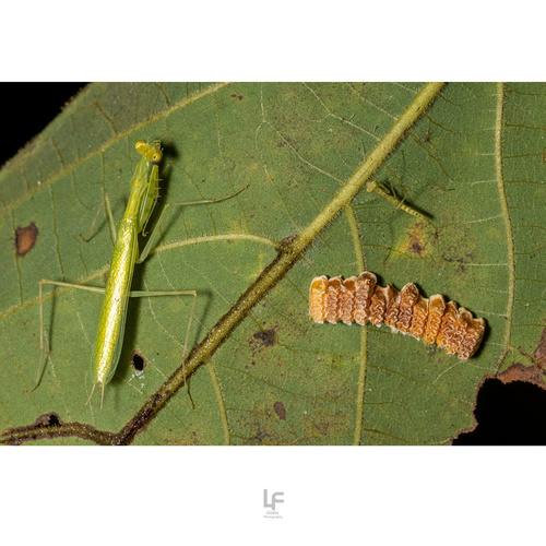 G Nero Miromantis Naturalista Mexico