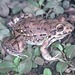 Leptodactylus bufonius - Photo (c) Paul Freed, όλα τα δικαιώματα διατηρούνται, uploaded by Paul Freed