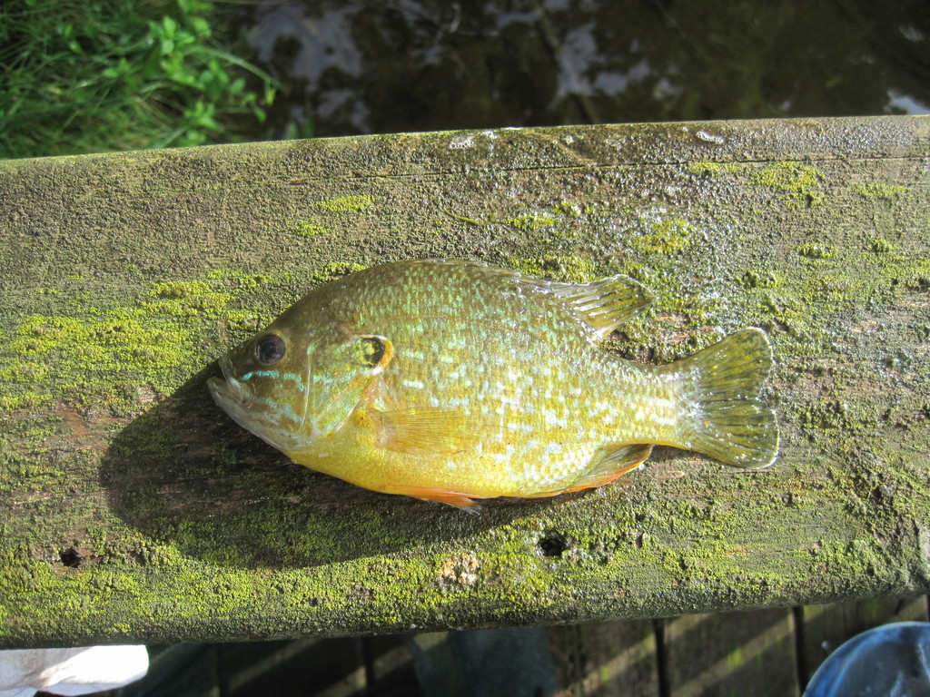 Common Sunfishes From Nottawa MI USA On August 11 2021 At 06 43 PM