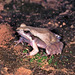 Pale-legged Weeping Frog - Photo (c) Paul Freed, all rights reserved, uploaded by Paul Freed