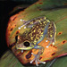 Parker’s Forest Tree Frog - Photo (c) Paul Freed, all rights reserved, uploaded by Paul Freed