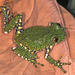Peacock Tree Frog - Photo (c) Paul Freed, all rights reserved, uploaded by Paul Freed