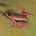 Maria's Reed Frog - Photo (c) Paul Freed, all rights reserved, uploaded by Paul Freed