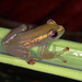 Hyperolius tanneri - Photo (c) herpguy, all rights reserved