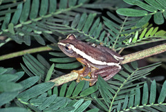 Hyperolius concolor image