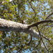 Square