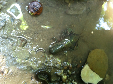 Eastern Crayfish