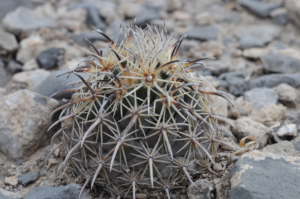 Coryphantha Salinensis From Mina MX NL MX On July 1 2012 At 10 10 AM