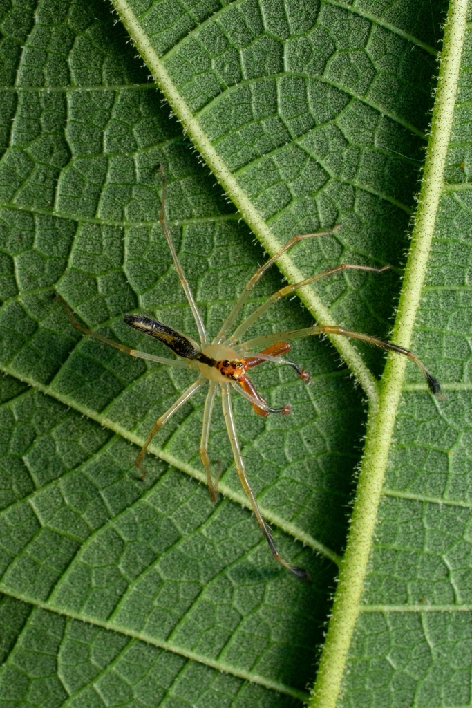 Translucent Green Jumping Spiders From Cruz De Huanacaxtle Nay