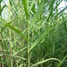 Square