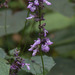 Salvia carnea - Photo (c) Anne, all rights reserved