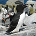 Auks, Murres, Guillemots, and Puffins - Photo (c) Paul Bedell, all rights reserved, uploaded by Paul Bedell