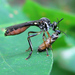 Dioctria hyalipennis - Photo (c) Paul Bedell, כל הזכויות שמורות, uploaded by Paul Bedell