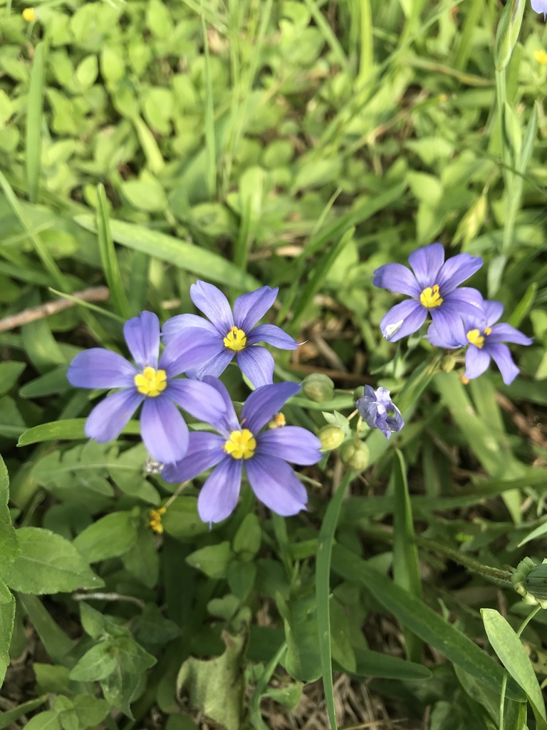 Blue Eyed Grasses From Texas State University San Marcos TX US On