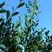 scouler's willow - Photo (c) faerthen, all rights reserved