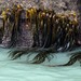 New Zealand Bull Kelp - Photo (c) LUPRA, all rights reserved, uploaded by LUPRA