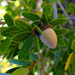 Quercus vacciniifolia - Photo (c) faerthen, כל הזכויות שמורות, uploaded by faerthen