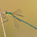 Migrant Spreadwing - Photo (c) Bart, all rights reserved, uploaded by BJ Smit