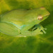 Greater Hatchet-faced Tree Frog - Photo (c) herpguy, all rights reserved, uploaded by Paul Freed