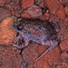 Flood Plain Toadlet - Photo (c) Paul Freed, all rights reserved, uploaded by Paul Freed