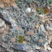 Leptinella albida - Photo (c) David Lyttle, todos los derechos reservados, subido por David Lyttle