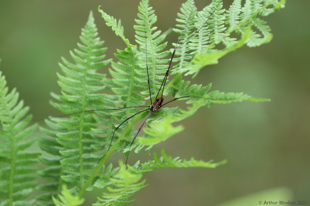 Harvestmen From Bowman Lake State Park Ny Usa On July At