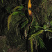 Oberonia disticha - Photo (c) GRUNENWALD, all rights reserved, uploaded by GRUNENWALD