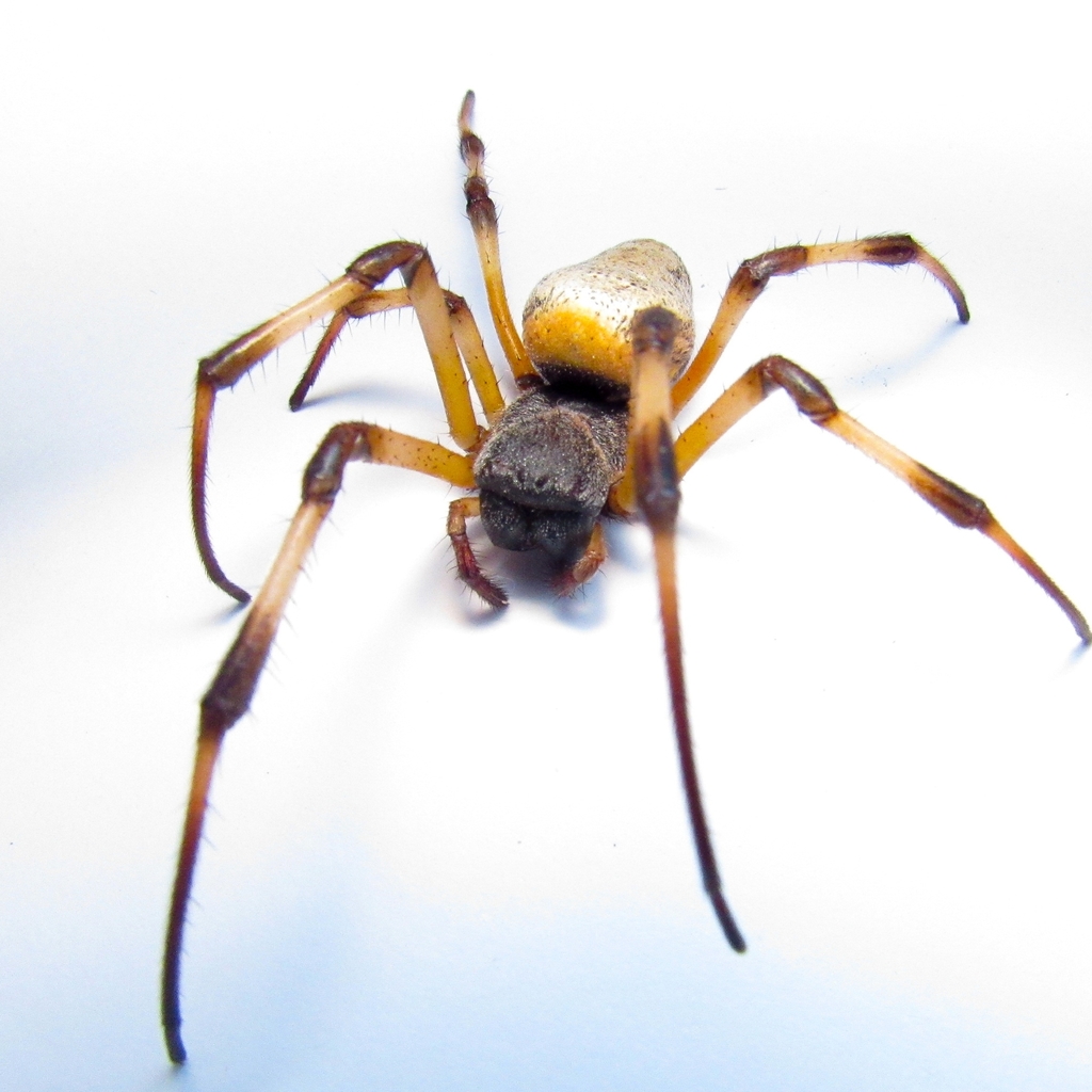 African Hermit Spider From Ferraz De Vasconcelos On August At