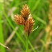 Bebb's Sedge - Photo (c) Pete and Noe Woods, all rights reserved, uploaded by Pete Woods